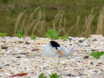 fairy-tern-on-nest-565(li)